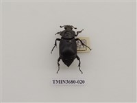 藏品(埋葬蟲)的圖片